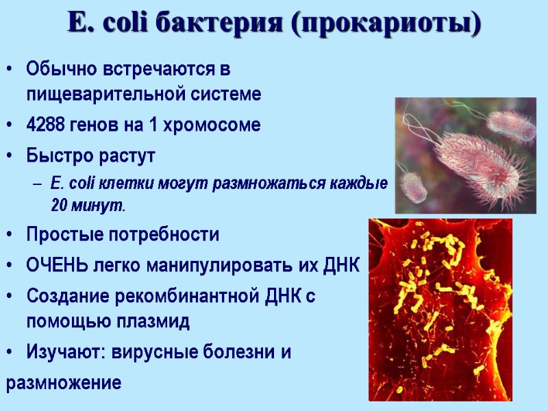 E. coli бактерия (прокариоты) Обычно встречаются в пищеварительной системе 4288 генов на 1 хромосоме
